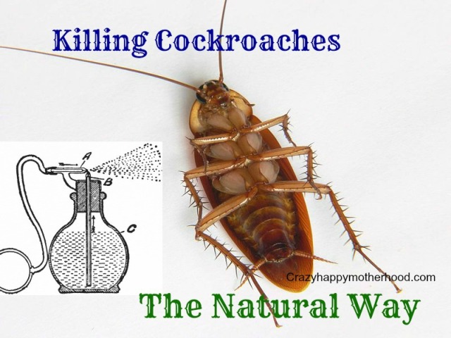 cockroaches2